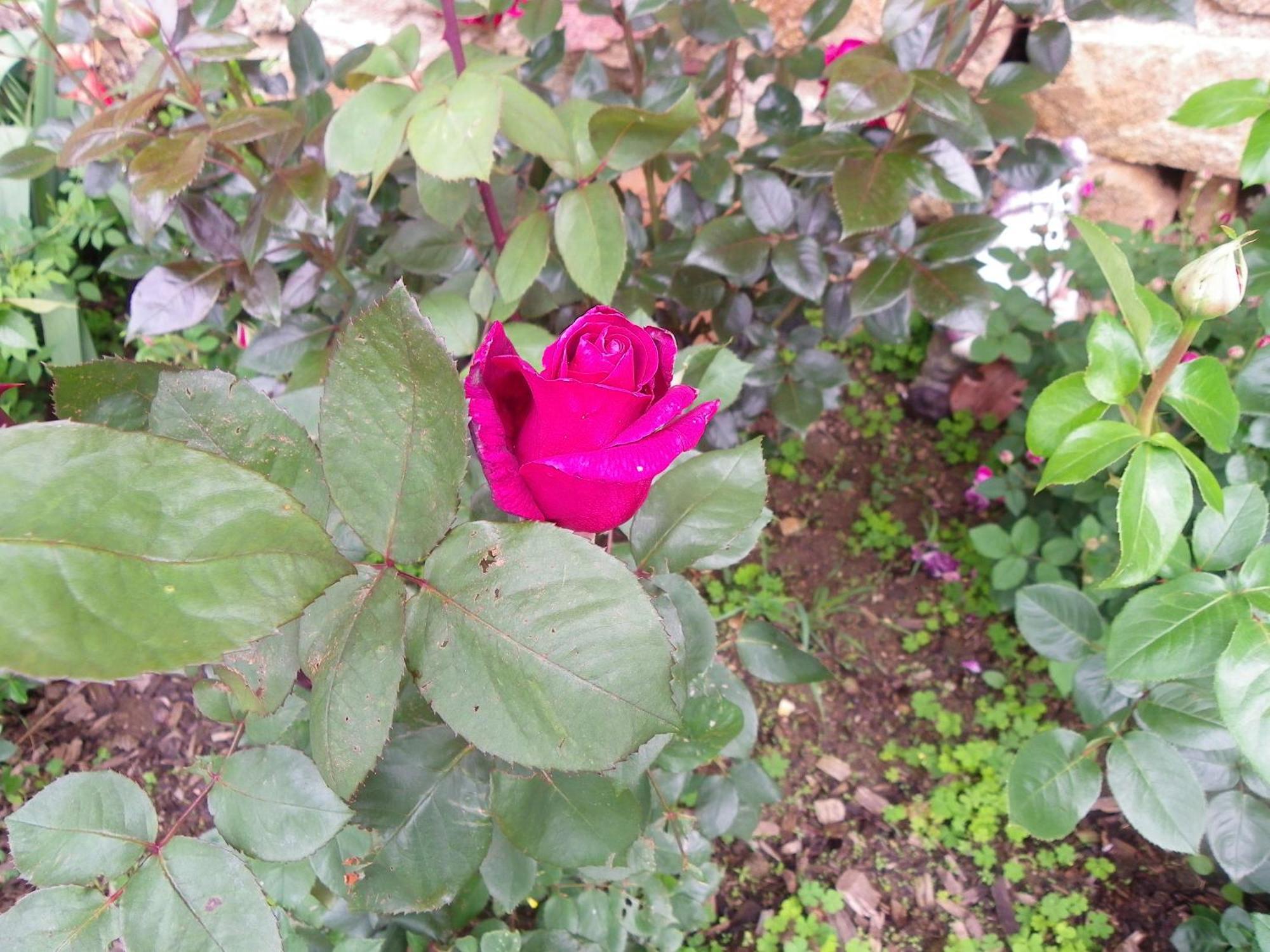 Beaumont Le Donjon De La Reine Margot住宿加早餐旅馆 外观 照片